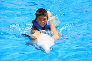 Dolphin Swim00046
